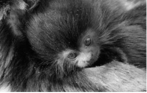 black & white photo of a young macaque