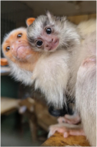 silvery marmoset baby with a parent