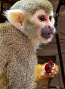 squirrel monkey eating beetroot