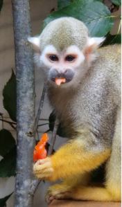 squirrel monkey eating