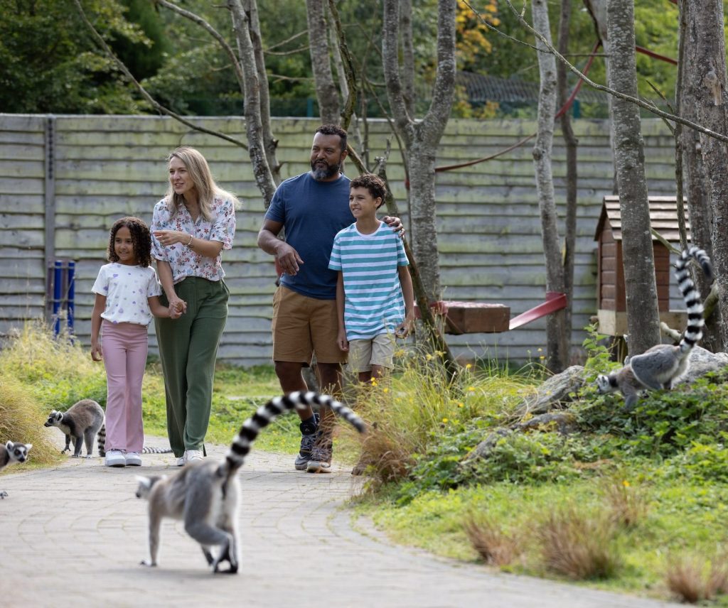 Lemur Woods