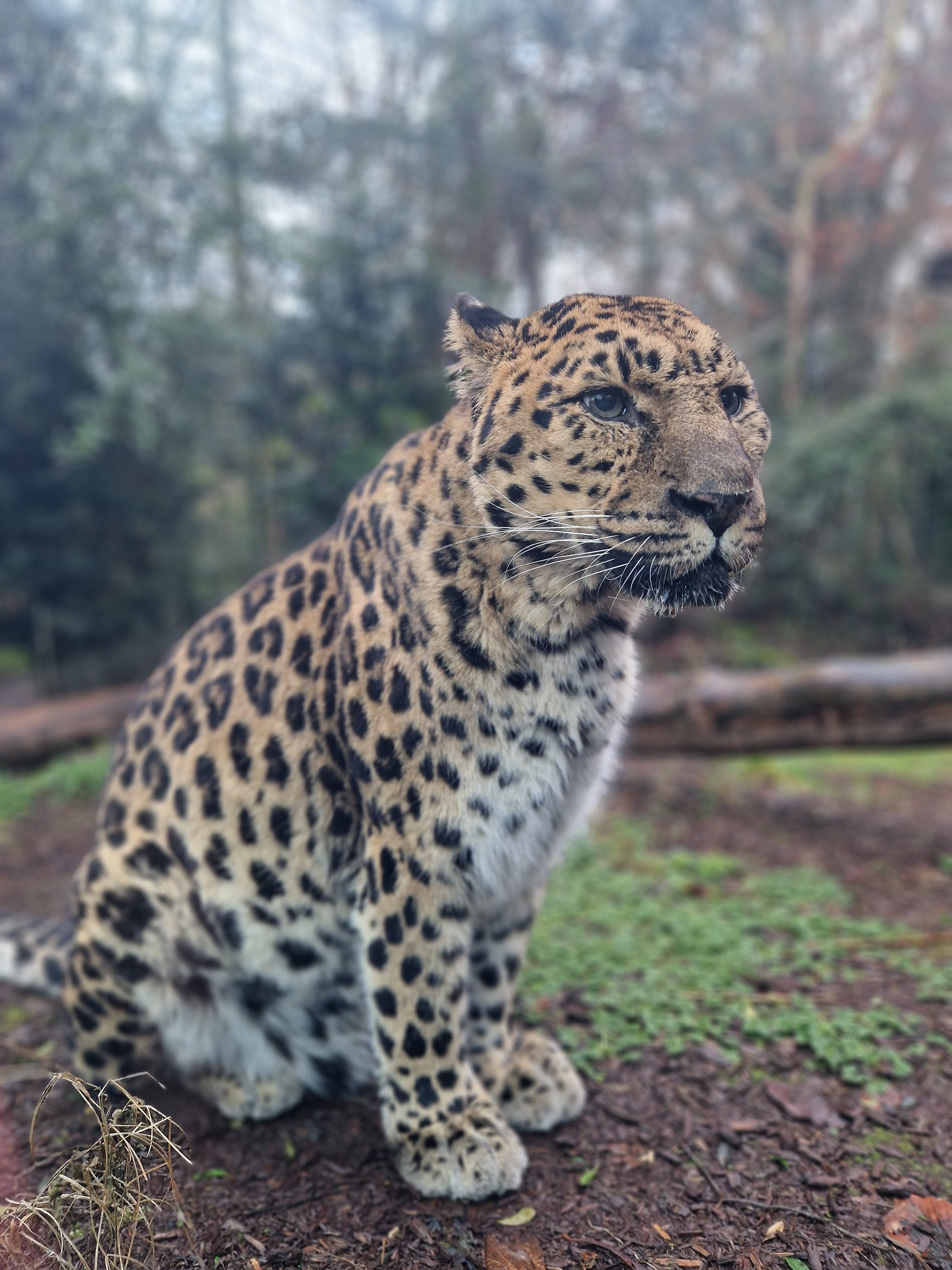 Amur leopard Sergei