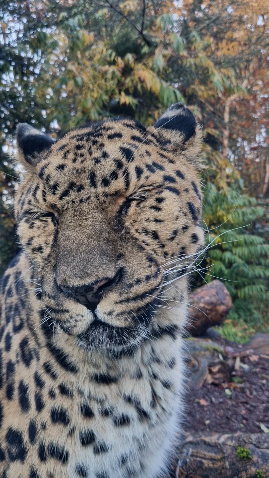 Amur leopard Sergei