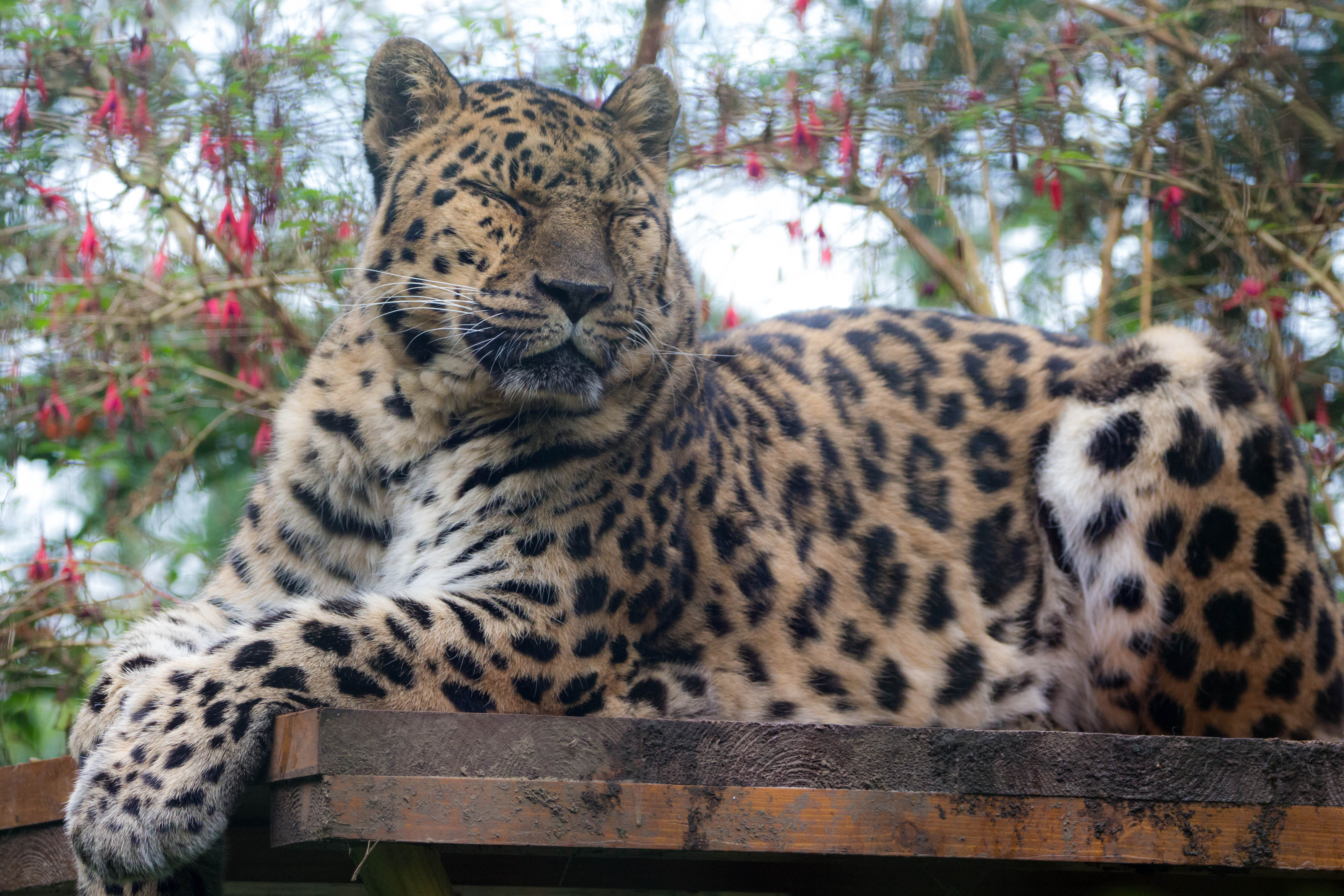 Amur leopard Sergei
