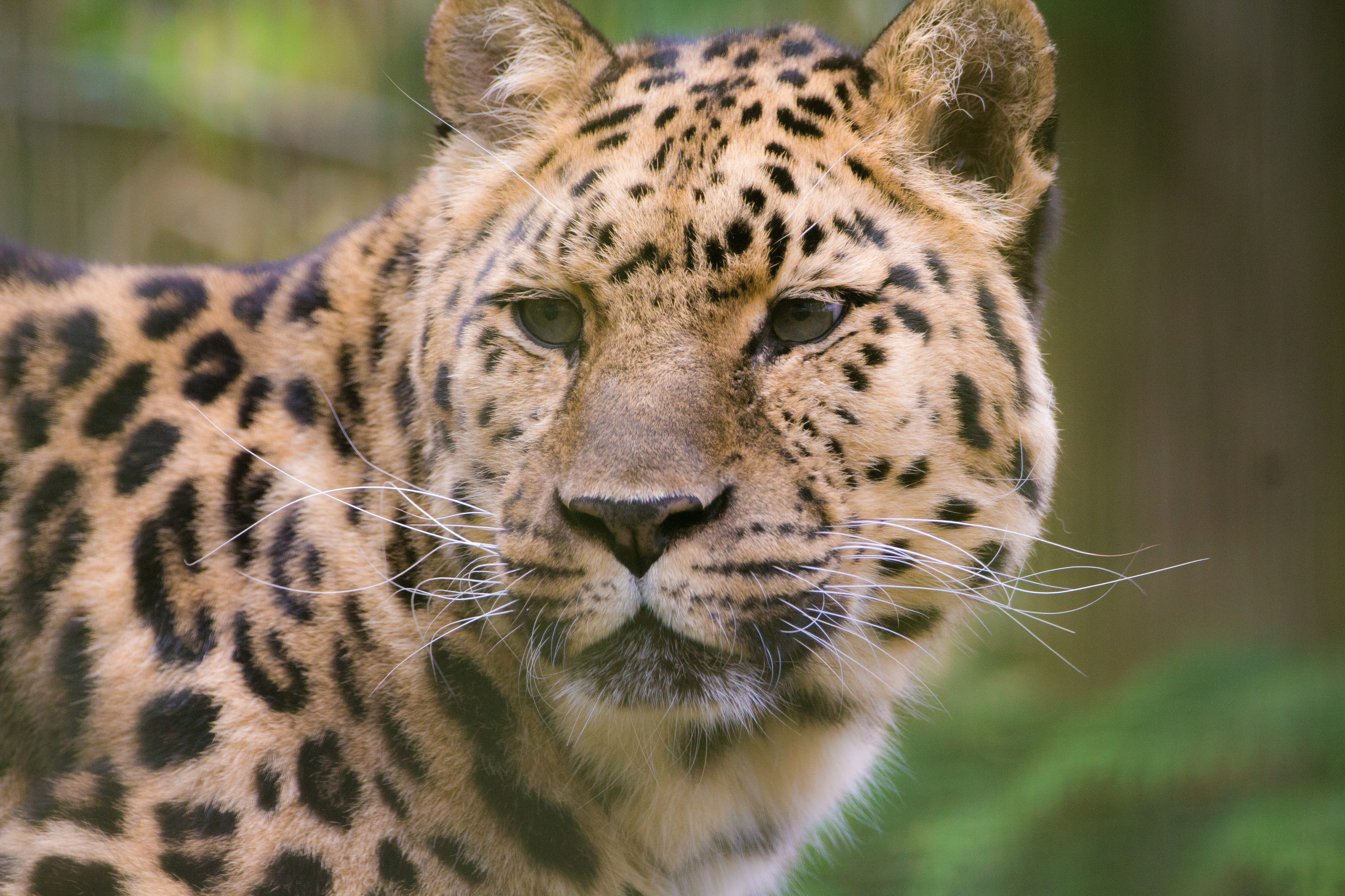 Amur leopard Sergei