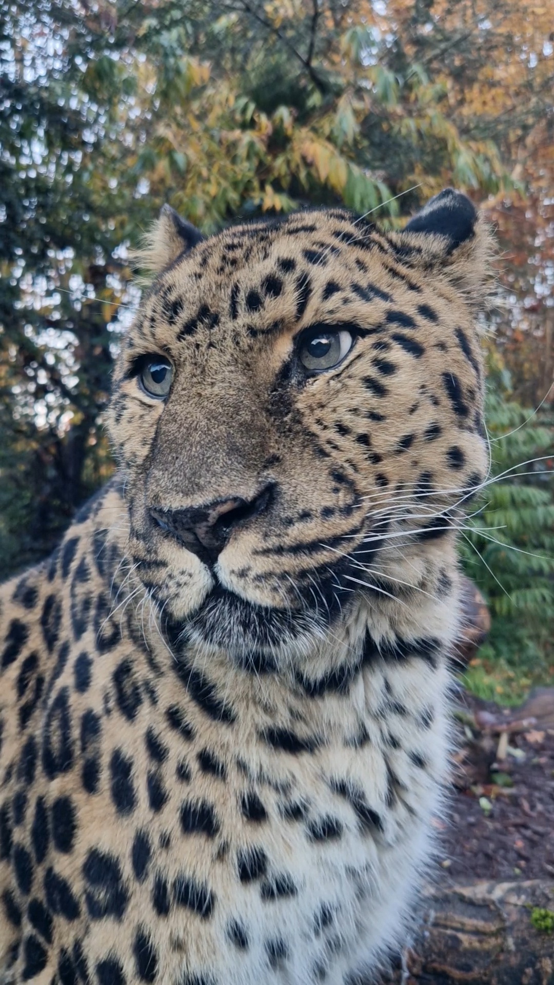 Amur leopard Sergei
