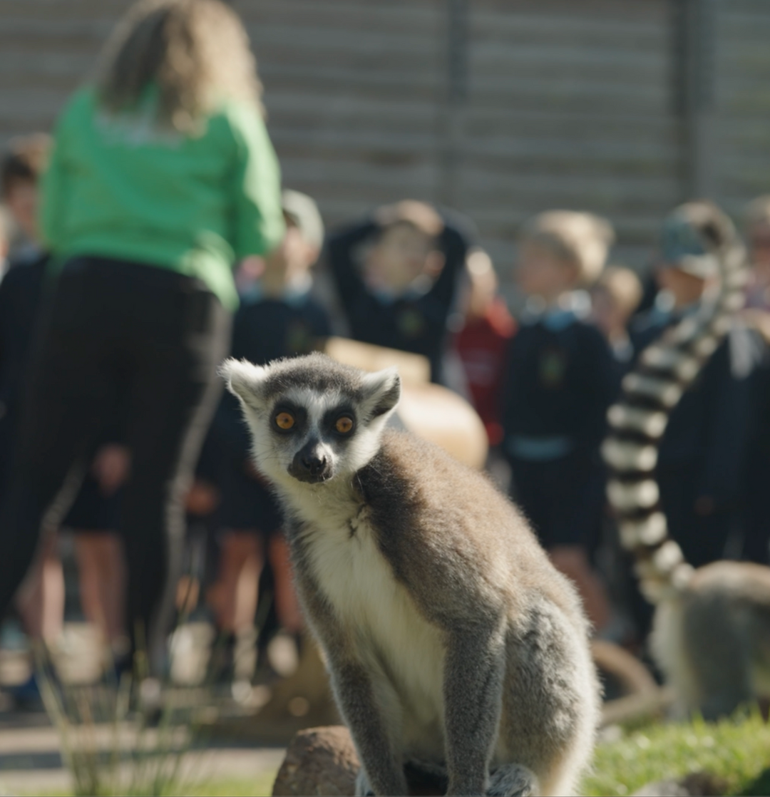 Little Leopards-Junior Infants to 1st Class students