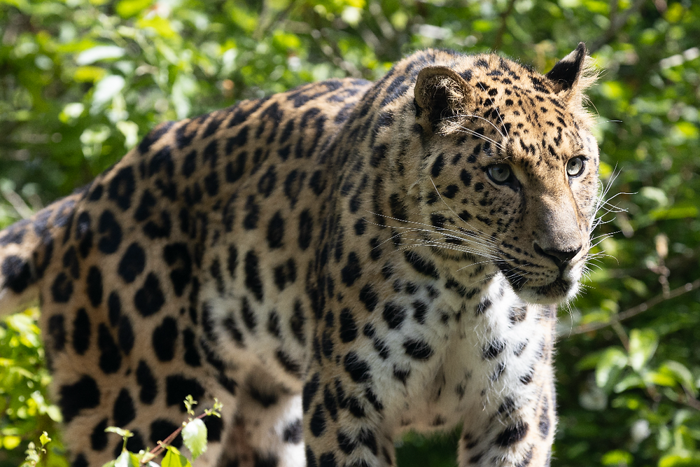 Manchurian the new Amur Leopard