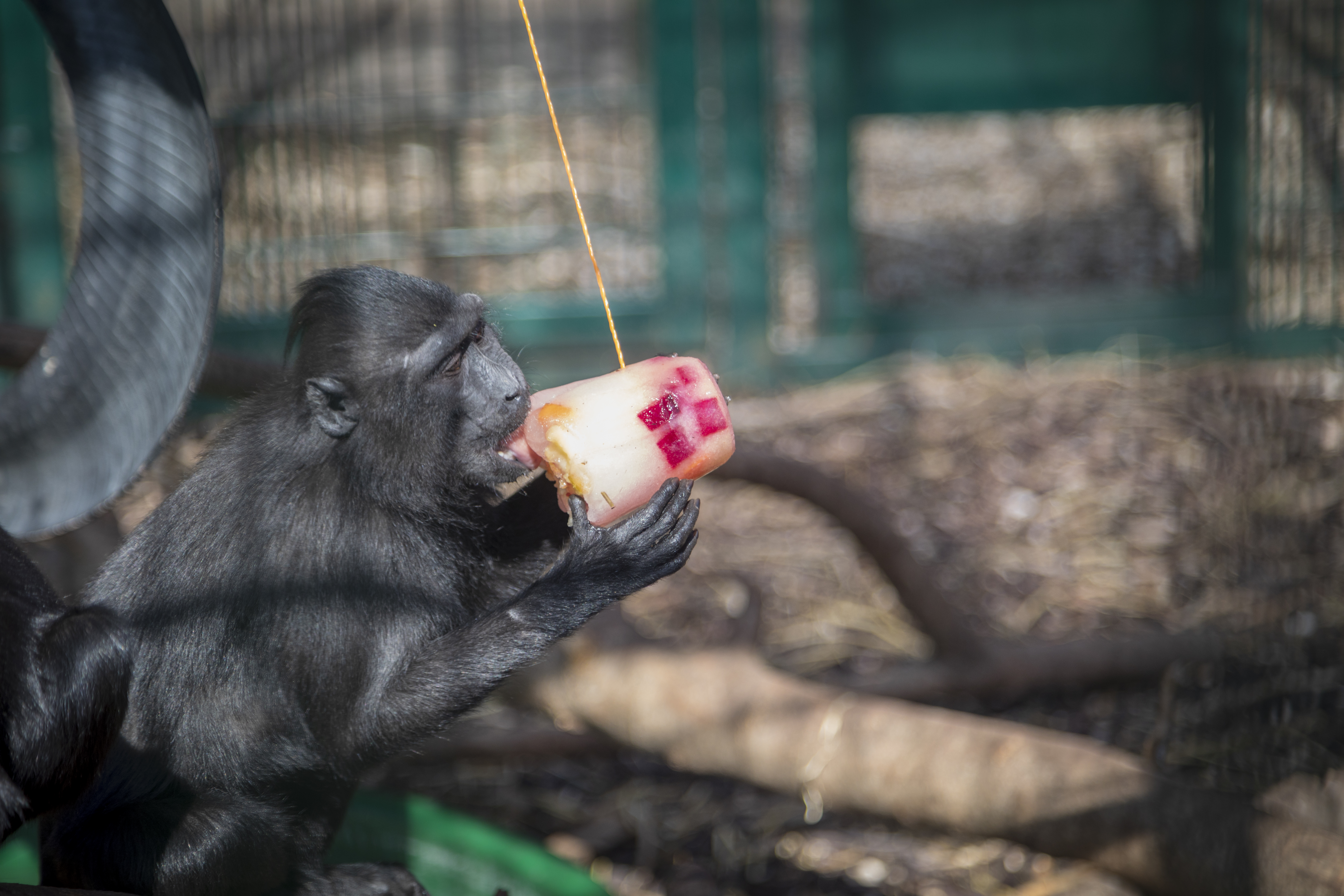 Macaque enrichment