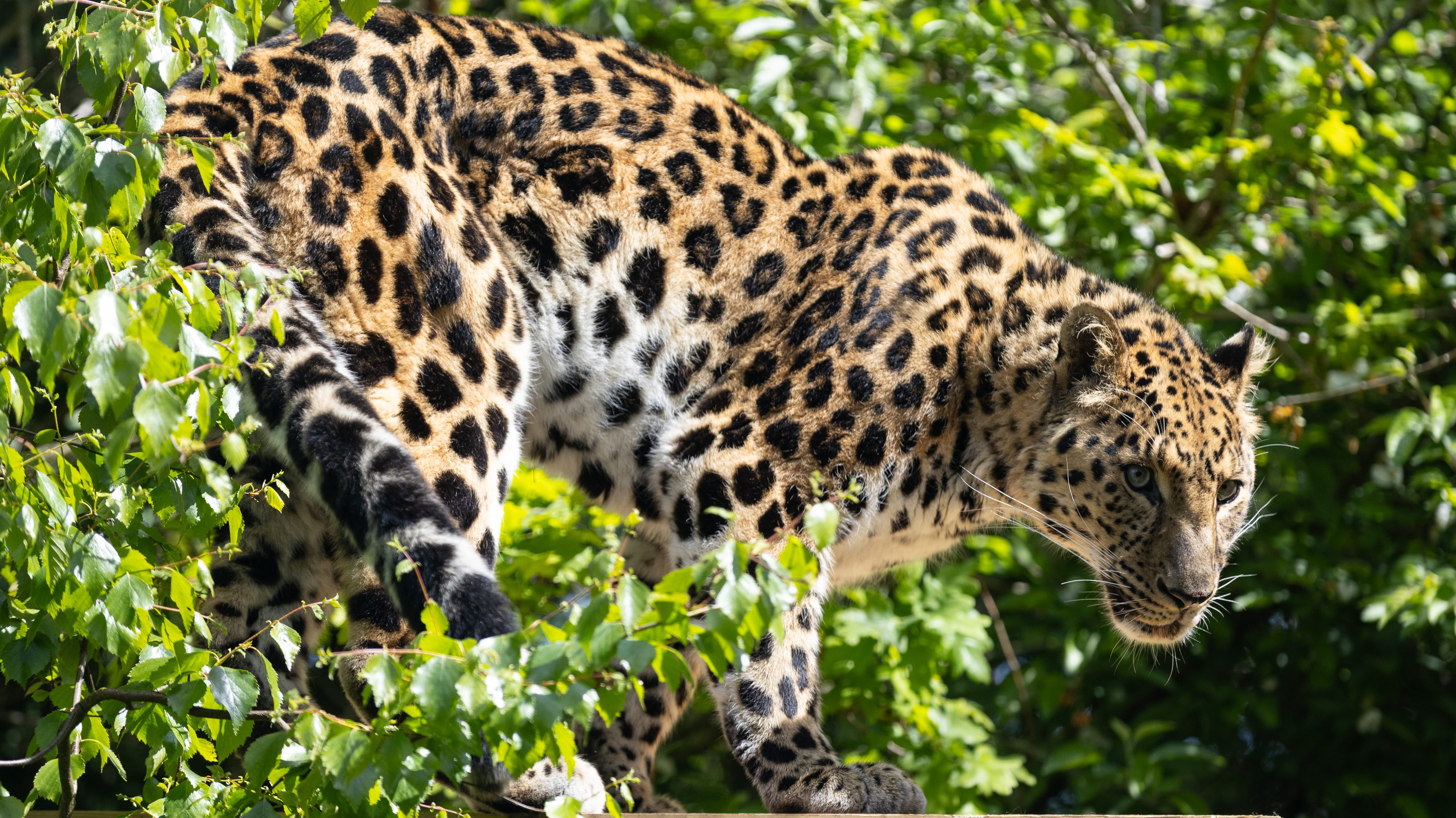 Manchurian the Amur Leopard
