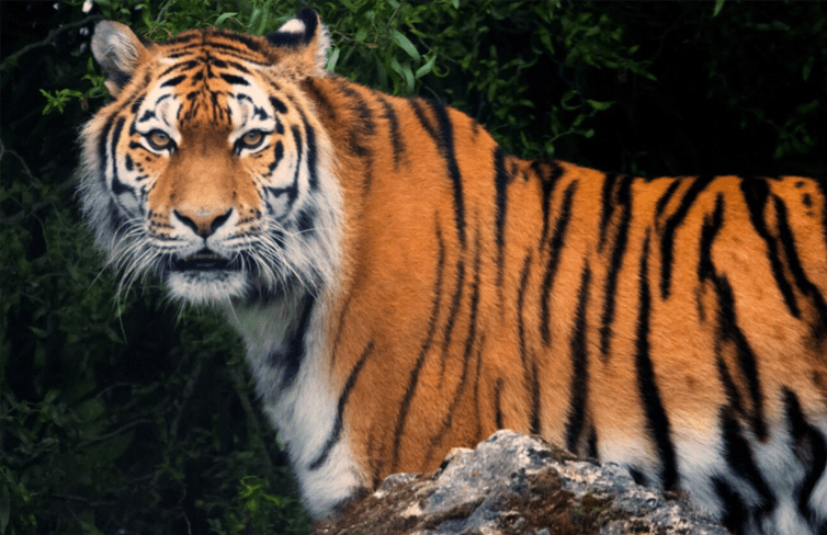 Zoo News - July 2025