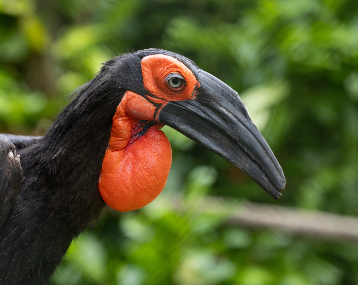 Zoo Walk Special Offer