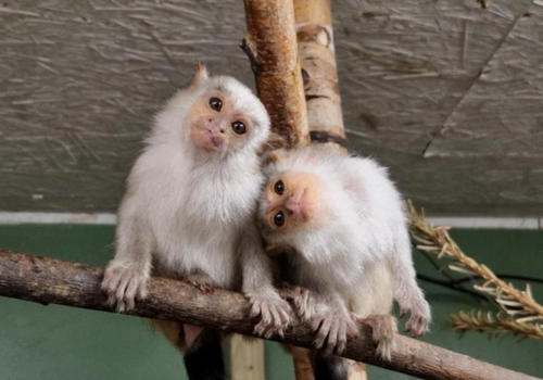 Zoo News - April 2026