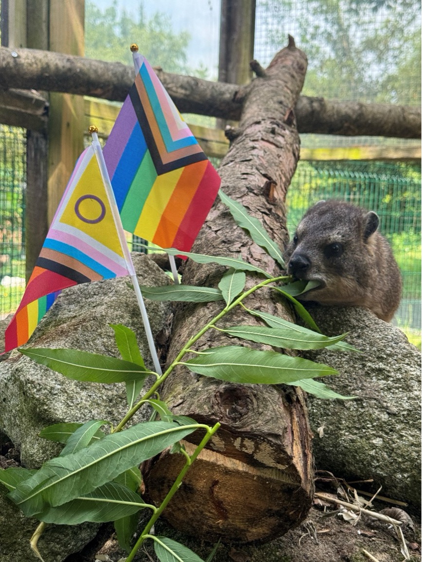 Zoo News - June 2026