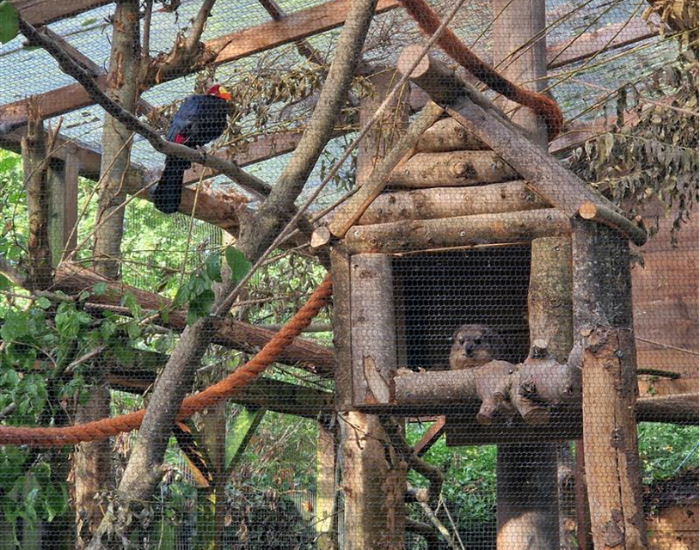 This month we unveiled our new mixed species enclosure with our Rock Hyrax and Violaceous Turaco!