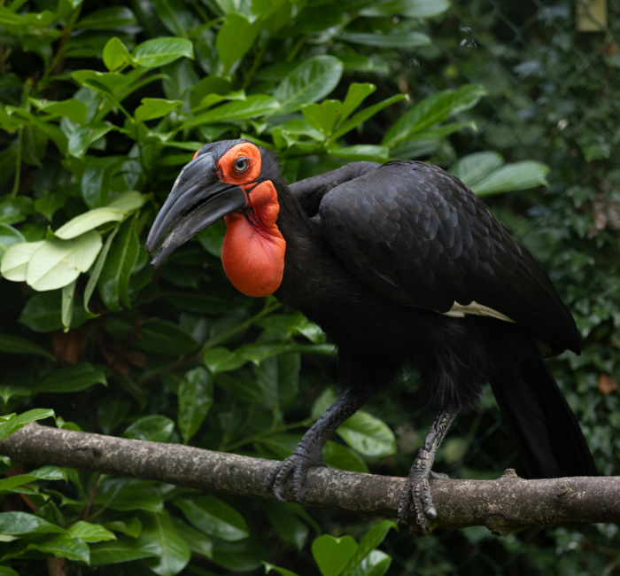 Our two Southern Ground Hornbills, Henrietta and Albert were introduced this month into their new home together