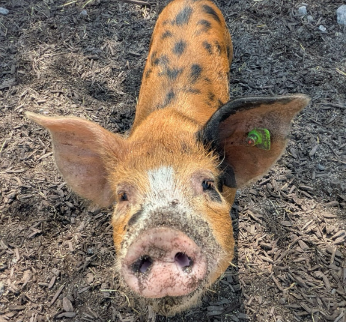 This month we wished our piglets good luck as they left Emerald Park...