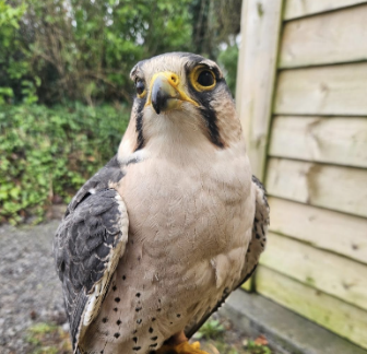 On 30th of September, our Zoo team were invited to hear the wonderful Saskia Verbruggen’s Research Project on birds of prey’s involvement in displays such as our World of Raptors. Three birds from Emerald Park took part in this study.